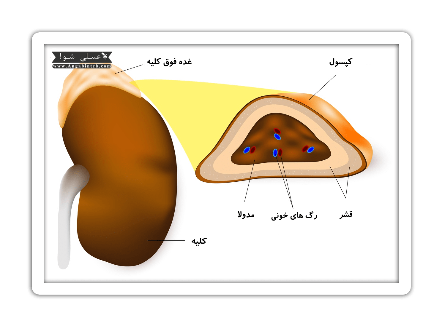 Adrenal gland disorders-2